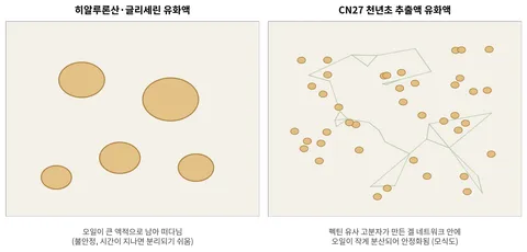 유화 안정성 개념 모식도 — 히알루론산·글리세린 유화액의 큰 오일 액적과 CN27 천년초 추출액 유화액의 겔 네트워크 내 미세 분산 비교